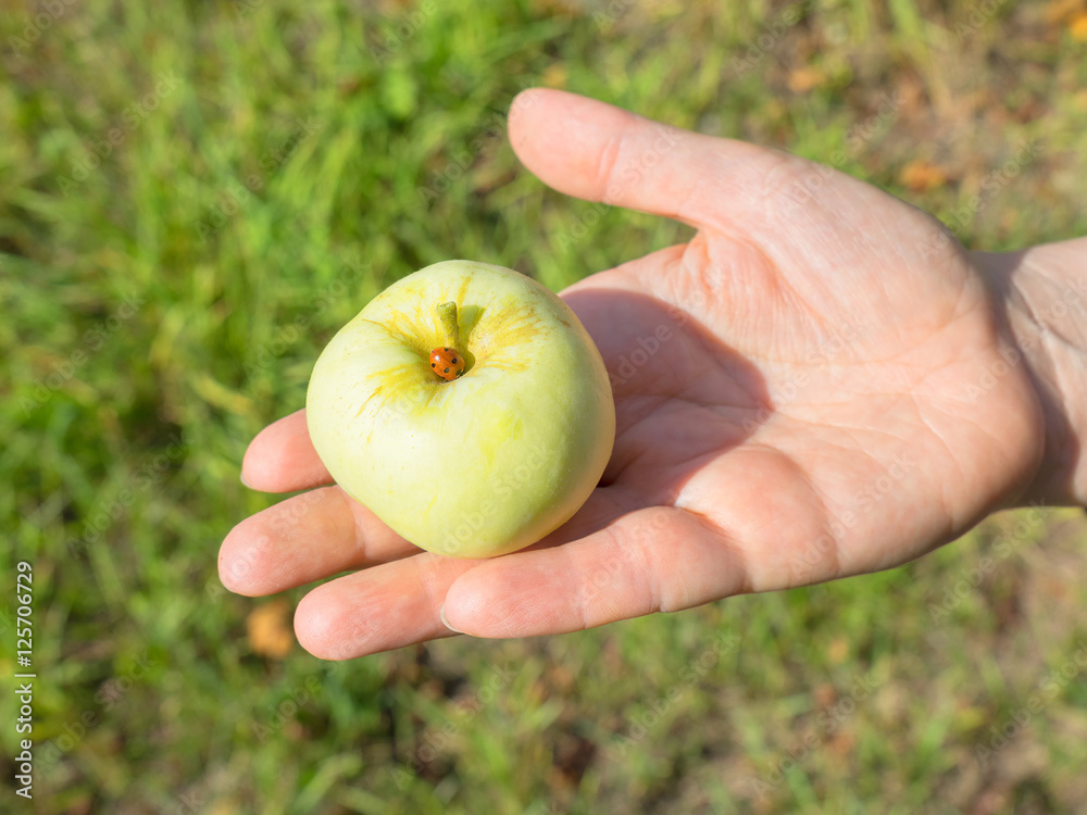 Sunny apple with ladybird lies on open woman palm against blurred background
Sunny apple with ladybird lies on open woman palm against blurred background