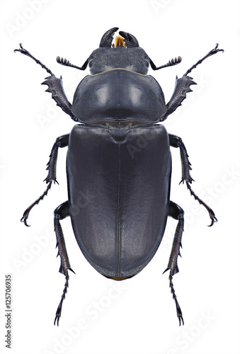 Beetle Lucanus cervus on a white background