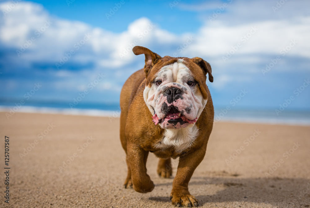 British Bulldog on beach
