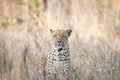 A Leopard blending in in the high grass. © simoneemanphoto