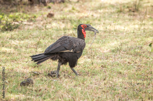 Southern ground hornbill walking with a Lizard kill.