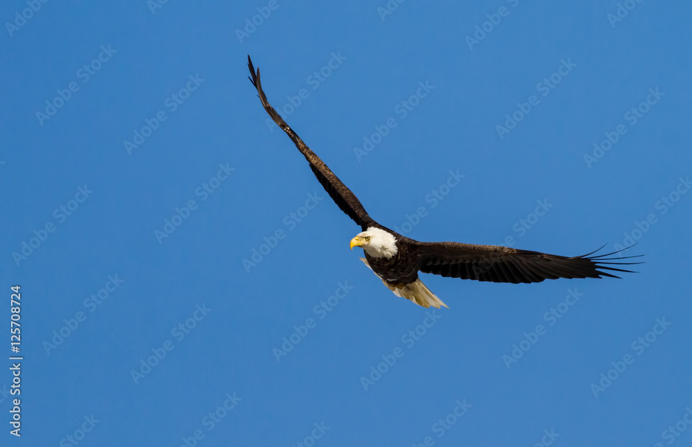 Naklejka premium Bald Eagle Soaring