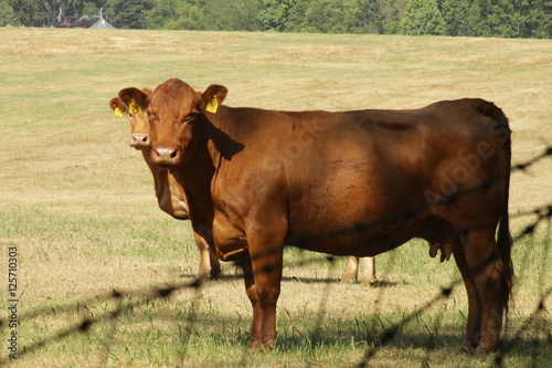 Cow
