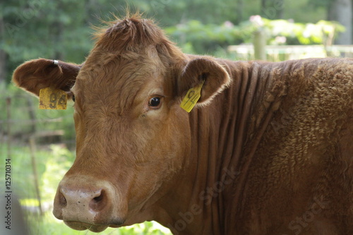 Cow