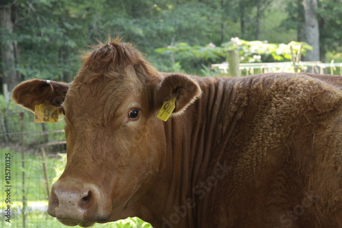 Cow
