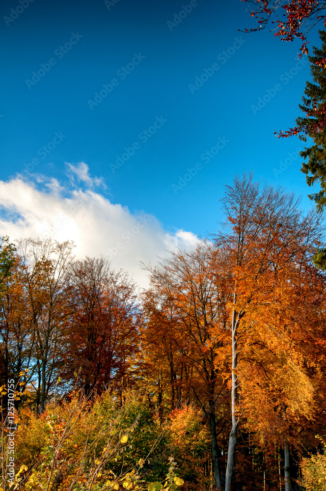 Colorful tree tops and blue cloudy sky. Autumn. Copyspace