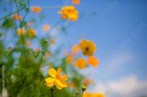 Background with beautiful yellow flower in flower garden,selective focus © uinmine