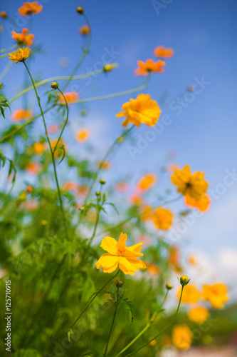 Background with beautiful yellow flower in flower garden,selective focus