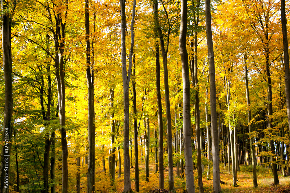 Beautiful forest in autumn