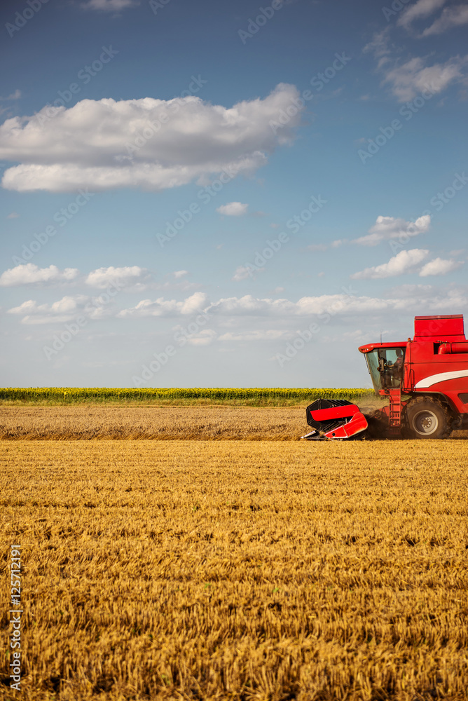 Obraz premium Harvesting the wheat