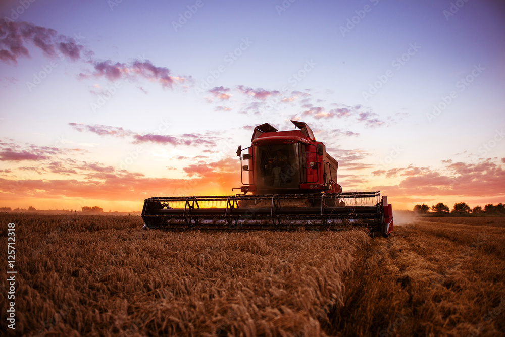 Obraz premium Harvesting the wheat