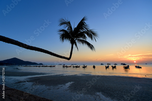 palm koh tao