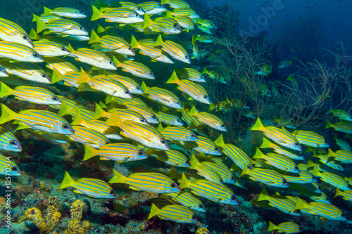 School of Yellow Fishes, Maldives