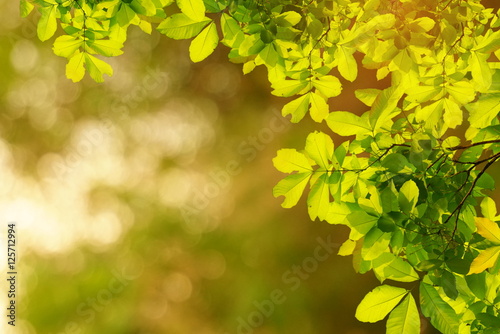 Natural green leaves with spring or summer in a forest background with sunlight, ecology concept 