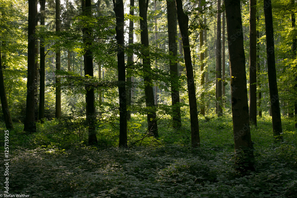 deep forest deep forest