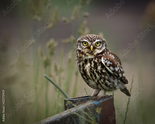 wild little owl sat on edge of farm equipment, looking forward.(Athene noctua)