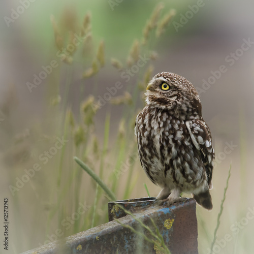 wild little owl sat on edge of farm equipment.(Athene noctua) © fungirlslim