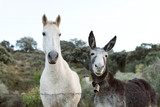 Beautiful white horse with a gray donkey with big earseld