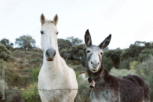 Beautiful white horse with a gray donkey with big earseld