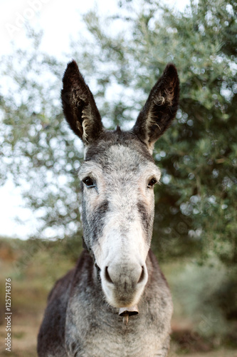Portrait of a funny donkey with big ears