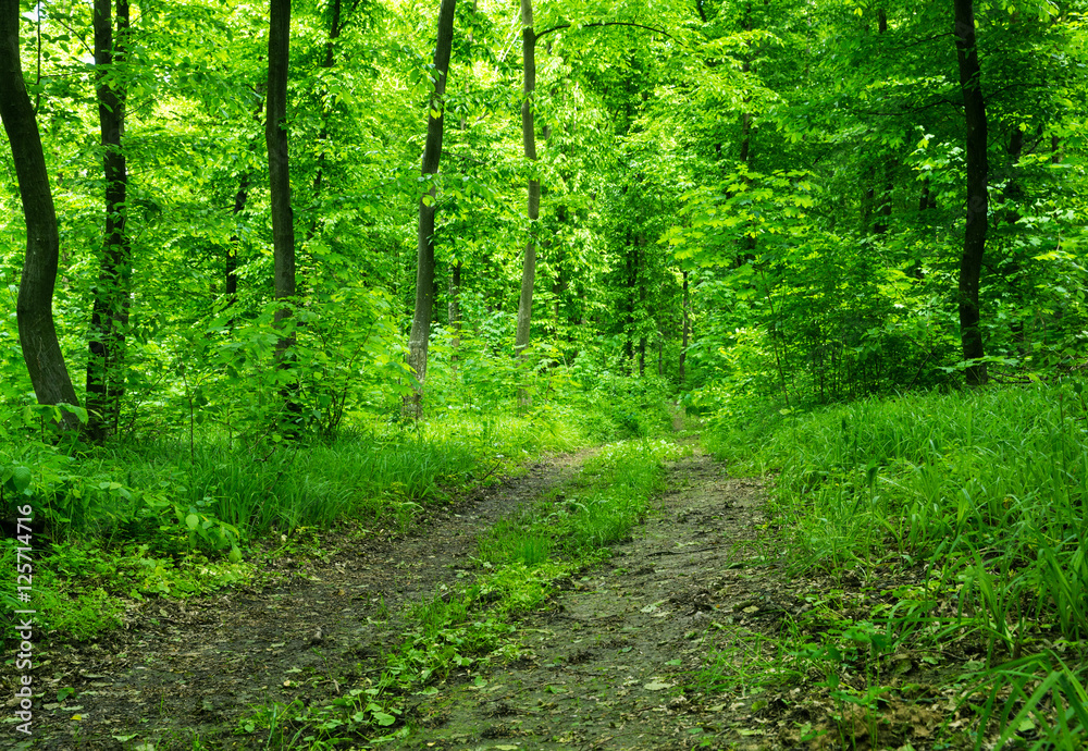 Fototapeta premium Forest background