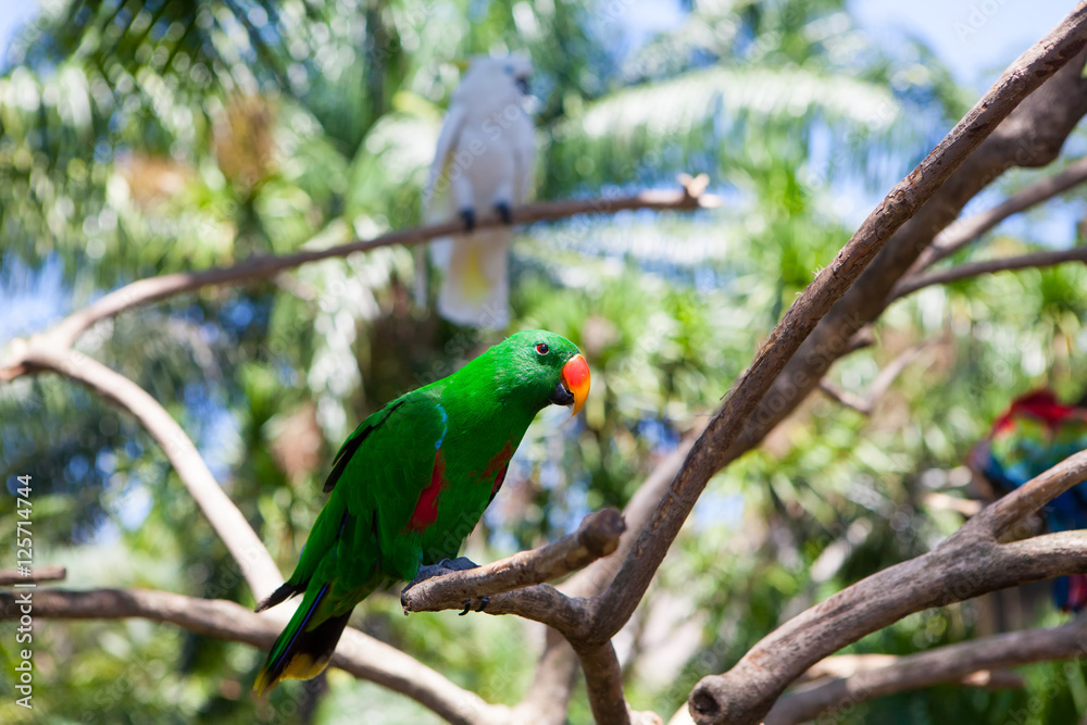 green parrot bird on wood branch green parrot bird on wood branch