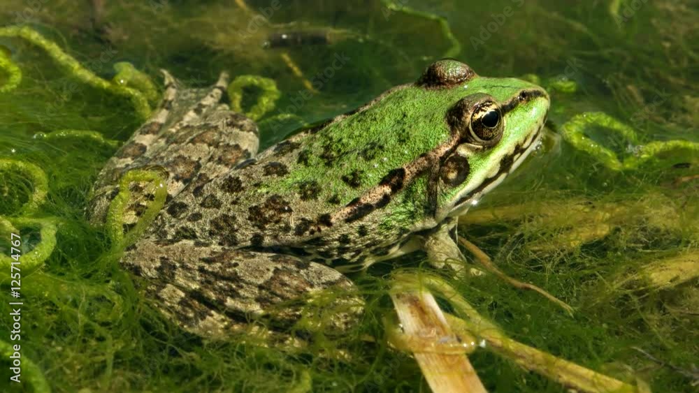 green frog in the pond green frog in the pond