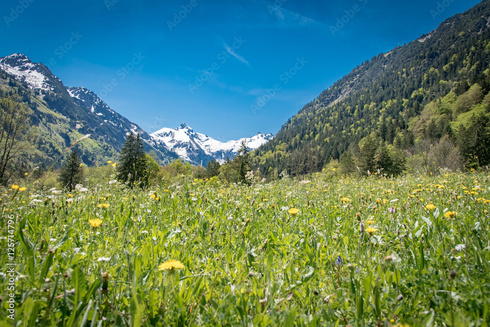Blühende Bergwiese mit Schnee bedeckten Bergen im Hintergrund Blühende Bergwiese mit Schnee bedeckten Bergen im Hintergrund