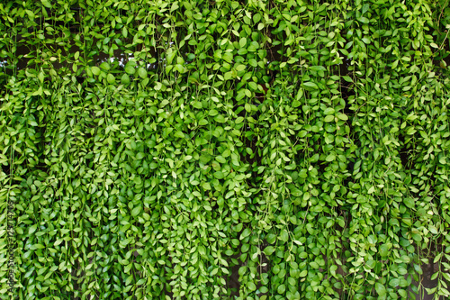 Green plant botany background