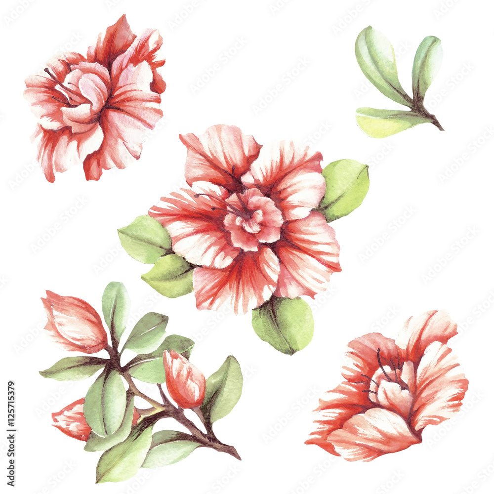 Fototapeta premium Set with flowers azaleas. Hand draw watercolor illustration