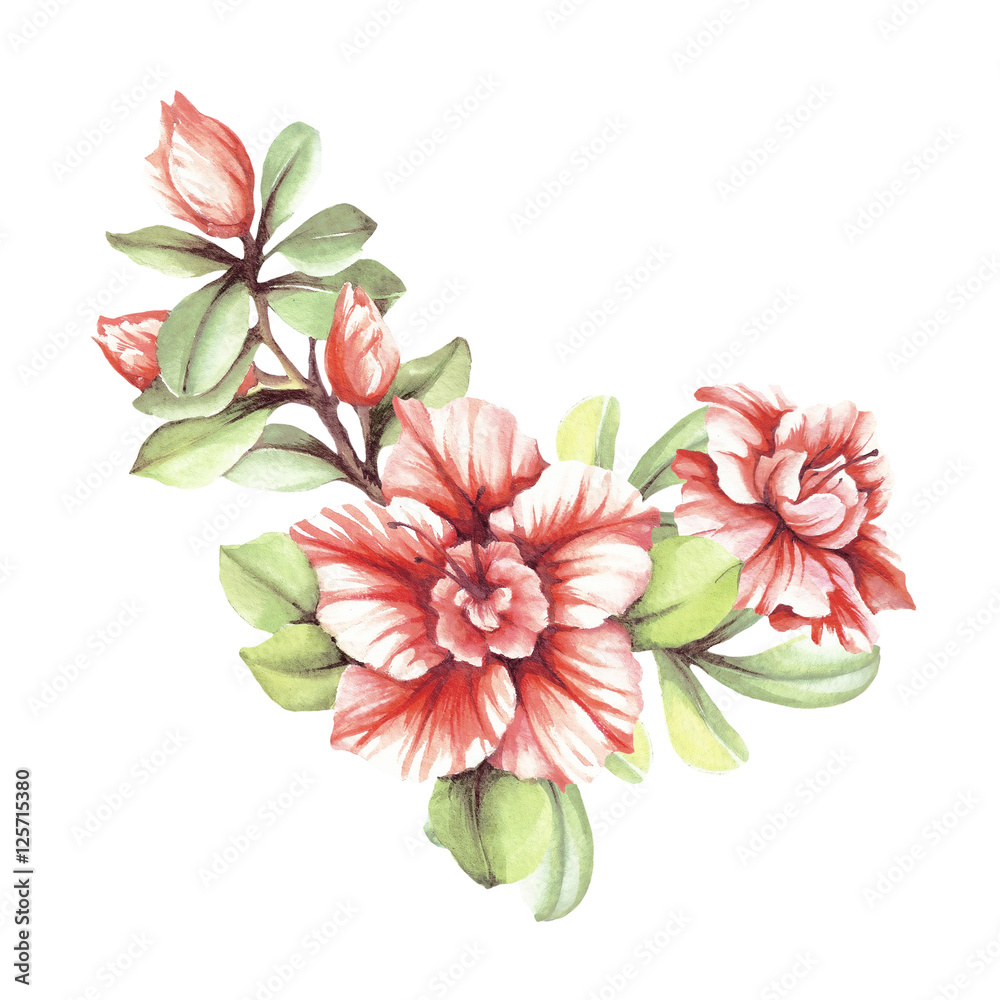 Blossoming branch azaleas. Hand draw watercolor illustration