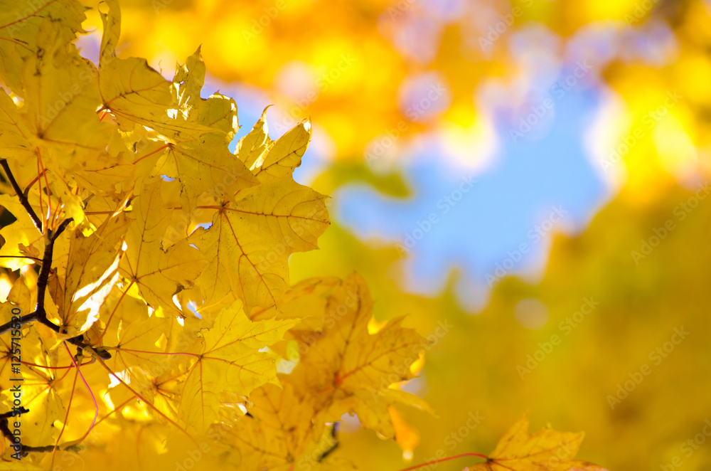 leaves in autumn forest