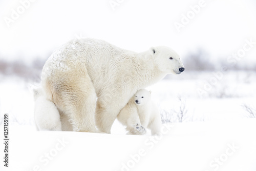 Polar bear mother (Ursus maritimus) with two cubs walking on tundra, Wapusk National Park, Manitoba, Canada