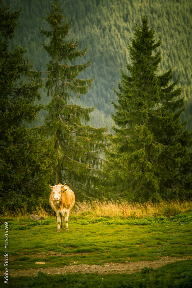 A cow in a Carpathian landscape A cow in a Carpathian landscape