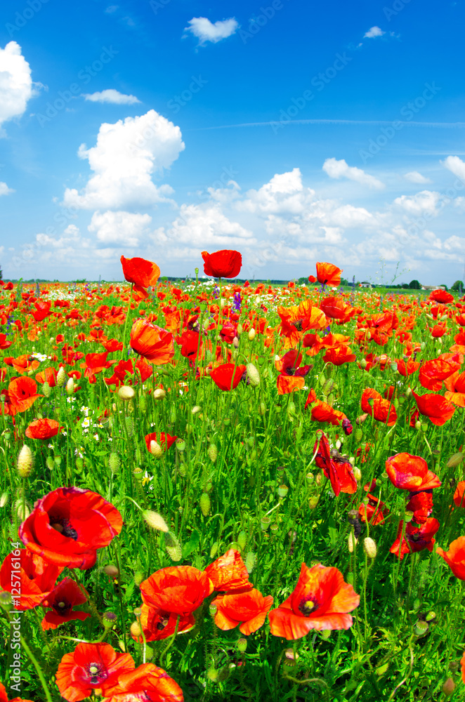 Fototapeta premium meadow with wild poppies
