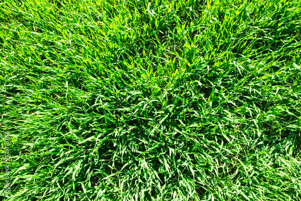 field field