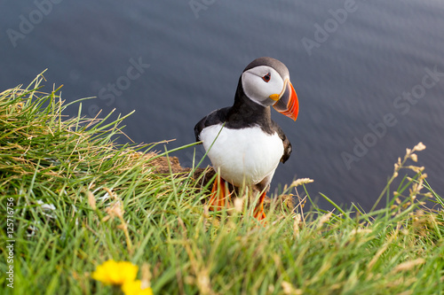 Puffin, Iceland.