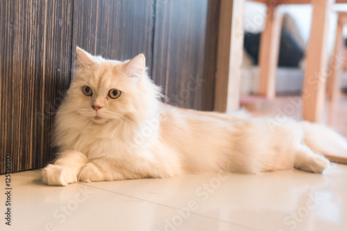 Fototapeta Naklejka Na Ścianę i Meble -  Cat