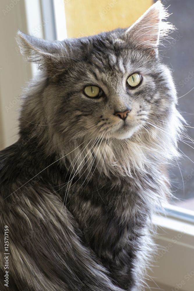 Maine coon resting at home