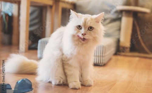 Fototapeta Naklejka Na Ścianę i Meble -  Cat