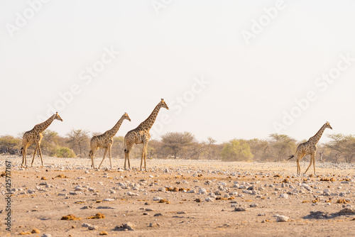 Herd of Giraffes walking in the bush on the desert pan, daylight. Wildlife Safari in the Etosha National Park, the main travel destination in Namibia, Africa.