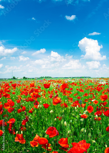 Field of bright red corn poppy flowers in summer