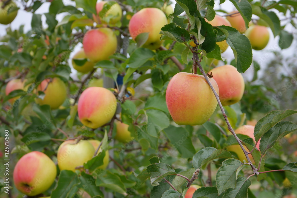 Fresh red and yellow apples on a tree in an orchard