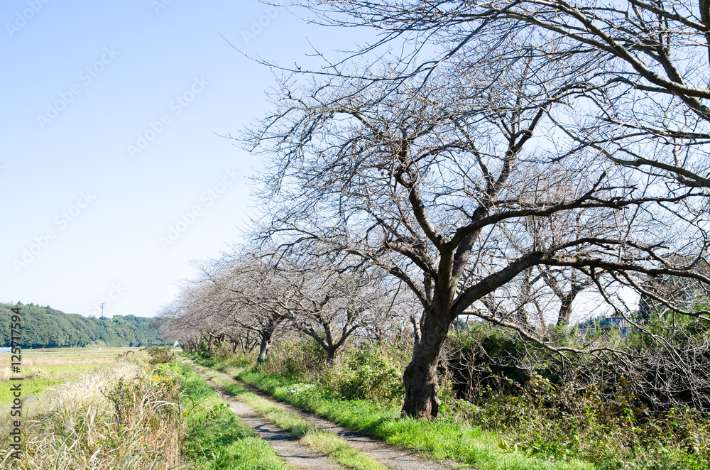 秋の桜並木