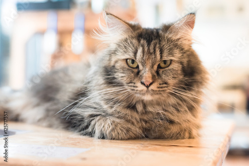Fototapeta Naklejka Na Ścianę i Meble -  Cat
