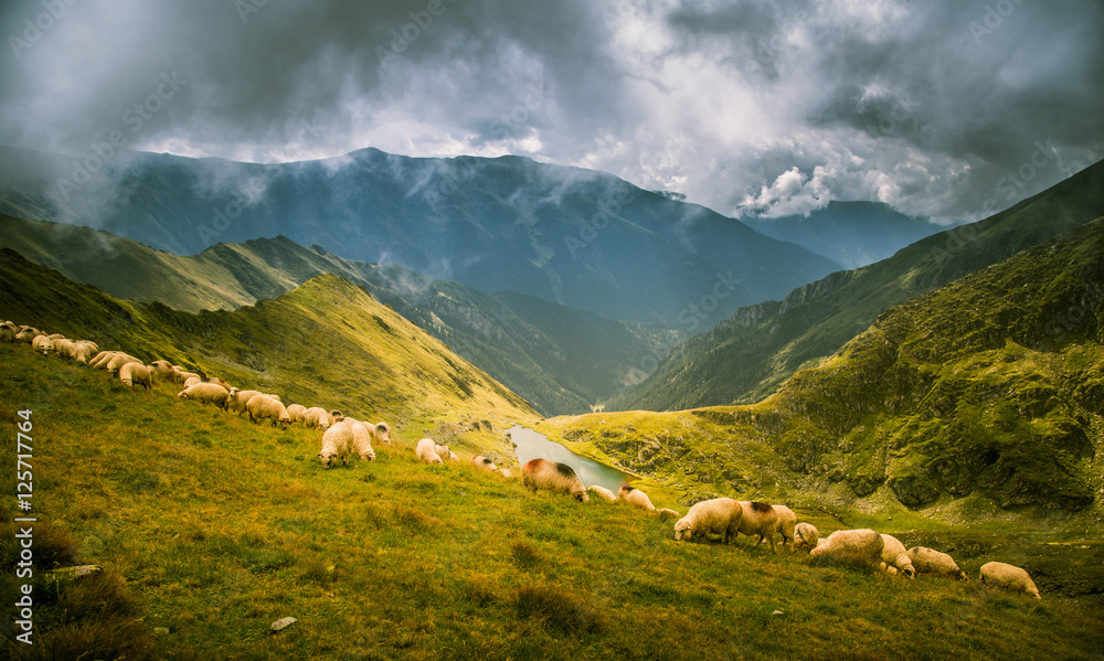 Naklejka premium Sheep grazing in Carpathian mountains