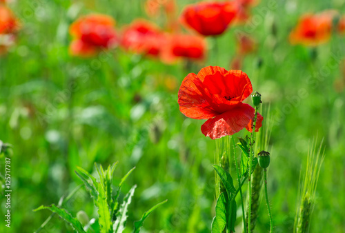 Field of bright red corn poppy flowers in summer