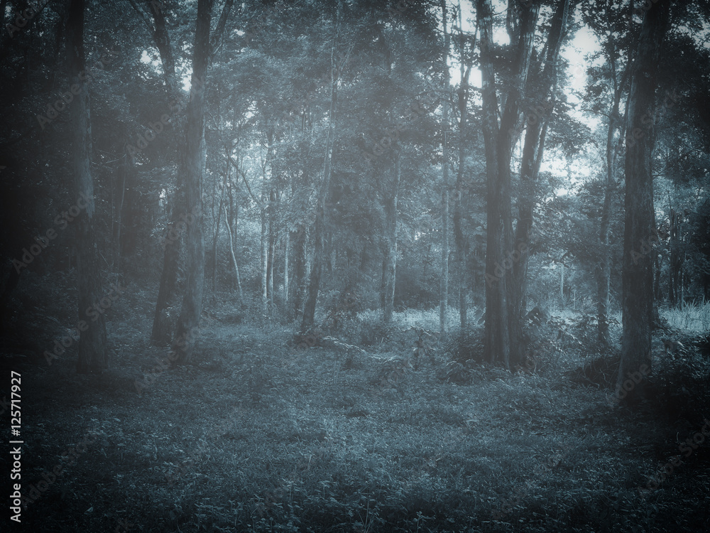 Fototapeta premium dark foggy forest at dusk
