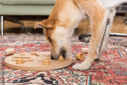 Fototapeta Naklejka Na Ścianę i Meble -  brown dog stands at dog puzzle