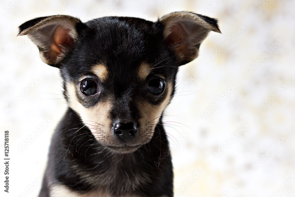 Puppy of breed Russian toy Terrier